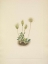 Picture of NORTH AMERICAN WILD FLOWERS 1925 - WHITE DRYAD FRUIT