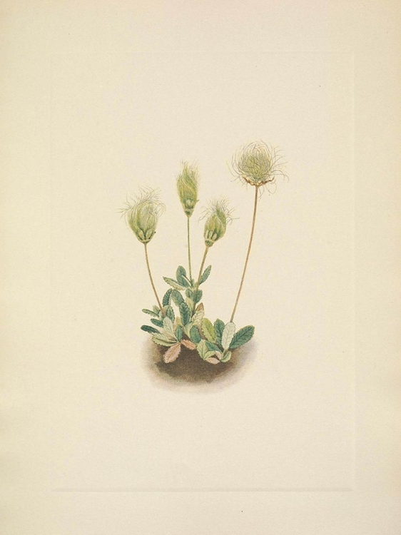 Picture of NORTH AMERICAN WILD FLOWERS 1925 - WHITE DRYAD FRUIT