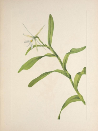 Picture of NORTH AMERICAN WILD FLOWERS 1925 - WHITE EPIDENDRUM