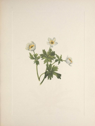 Picture of NORTH AMERICAN WILD FLOWERS 1925 - WHITE GLOBE-FLOWER