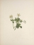 Picture of NORTH AMERICAN WILD FLOWERS 1925 - WHITE GLOBE-FLOWER
