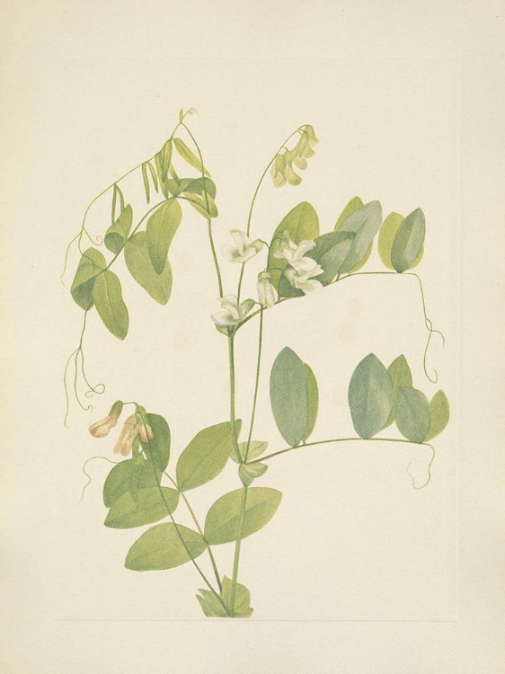 Picture of NORTH AMERICAN WILD FLOWERS 1925 - WHITE PEA