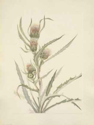 Picture of NORTH AMERICAN WILD FLOWERS 1925 - WHITE THISTLE