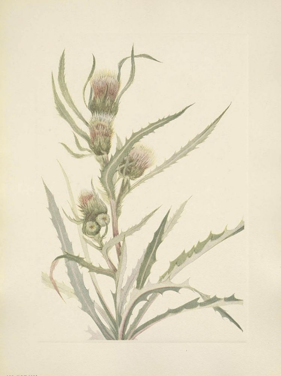 Picture of NORTH AMERICAN WILD FLOWERS 1925 - WHITE THISTLE