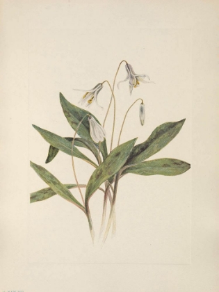 Picture of NORTH AMERICAN WILD FLOWERS 1925 - WHITE TROUTLILY