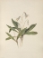 Picture of NORTH AMERICAN WILD FLOWERS 1925 - WHITE TROUTLILY