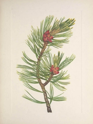 Picture of NORTH AMERICAN WILD FLOWERS 1925 - WHITEBARK PINE