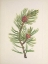 Picture of NORTH AMERICAN WILD FLOWERS 1925 - WHITEBARK PINE