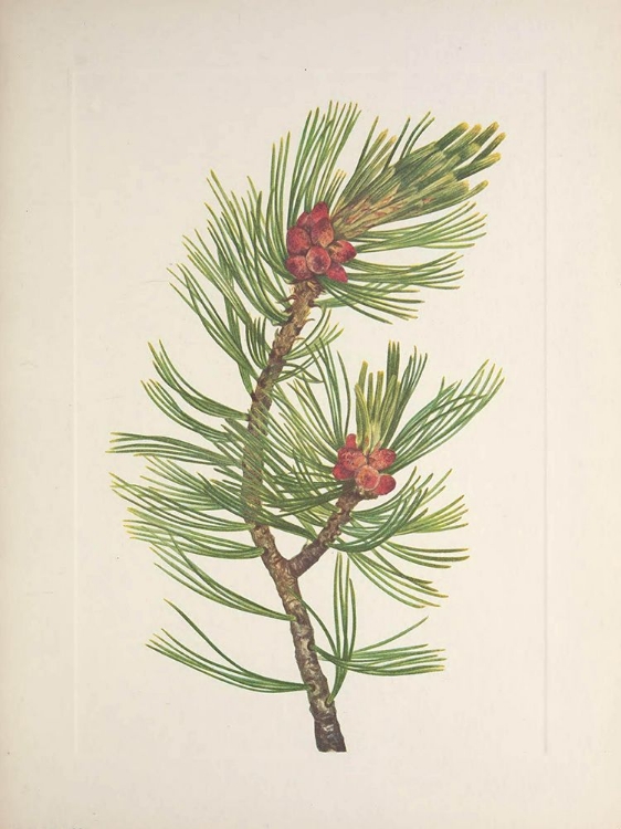 Picture of NORTH AMERICAN WILD FLOWERS 1925 - WHITEBARK PINE