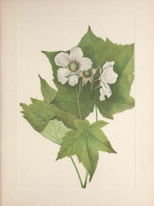 Picture of NORTH AMERICAN WILD FLOWERS 1925 - WHITE-FLOWERING RASPBERRY
