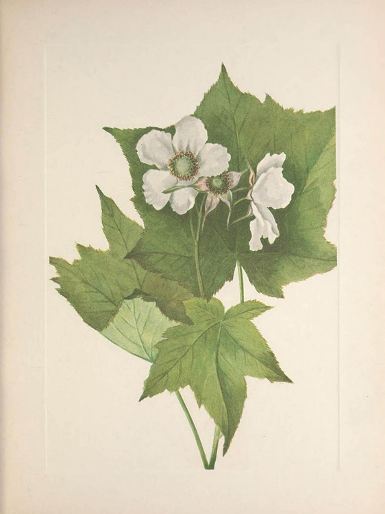 Picture of NORTH AMERICAN WILD FLOWERS 1925 - WHITE-FLOWERING RASPBERRY
