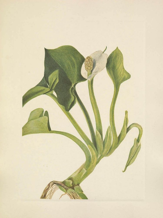 Picture of NORTH AMERICAN WILD FLOWERS 1925 - WILD CALLA