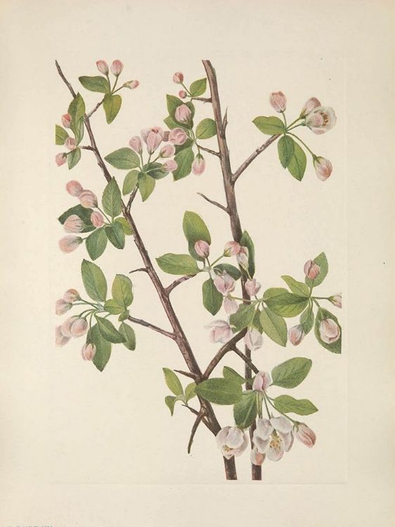 Picture of NORTH AMERICAN WILD FLOWERS 1925 - WILD SWEET CRAB