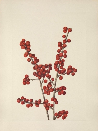 Picture of NORTH AMERICAN WILD FLOWERS 1925 - WINTERBERRY