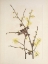 Picture of NORTH AMERICAN WILD FLOWERS 1925 - WITCH HAZEL