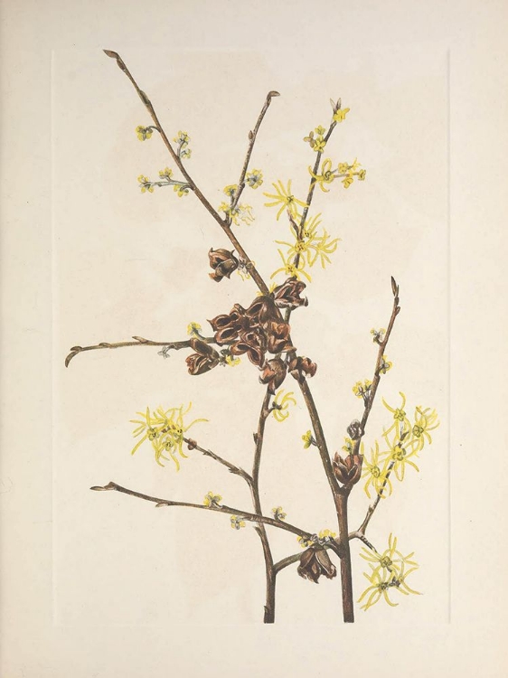 Picture of NORTH AMERICAN WILD FLOWERS 1925 - WITCH HAZEL