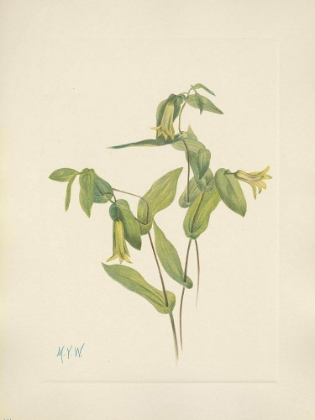 Picture of NORTH AMERICAN WILD FLOWERS 1925 - WOOD MERRYBELLS