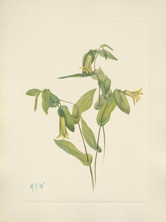Picture of NORTH AMERICAN WILD FLOWERS 1925 - WOOD MERRYBELLS