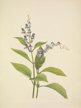 Picture of NORTH AMERICAN WILD FLOWERS 1925 - WOOD SKULLCAP