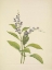 Picture of NORTH AMERICAN WILD FLOWERS 1925 - WOOD SKULLCAP