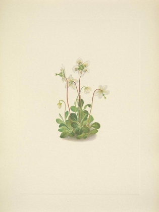 Picture of NORTH AMERICAN WILD FLOWERS 1925 - WOODNYMPH