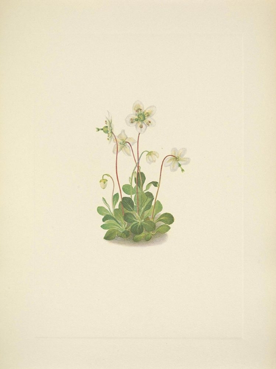 Picture of NORTH AMERICAN WILD FLOWERS 1925 - WOODNYMPH