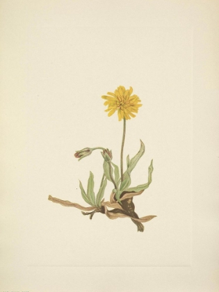 Picture of NORTH AMERICAN WILD FLOWERS 1925 - WOOLLY AGOSERIS