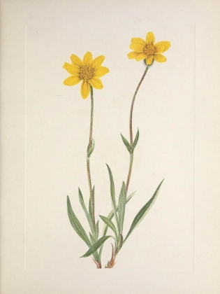 Picture of NORTH AMERICAN WILD FLOWERS 1925 - WOOLLY ARNICA