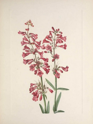 Picture of NORTH AMERICAN WILD FLOWERS 1925 - WRIGHT PENTSTEMON