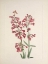 Picture of NORTH AMERICAN WILD FLOWERS 1925 - WRIGHT PENTSTEMON
