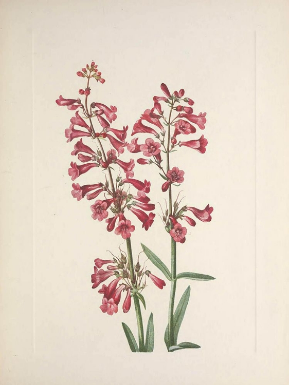 Picture of NORTH AMERICAN WILD FLOWERS 1925 - WRIGHT PENTSTEMON