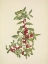 Picture of NORTH AMERICAN WILD FLOWERS 1925 - YAUPON