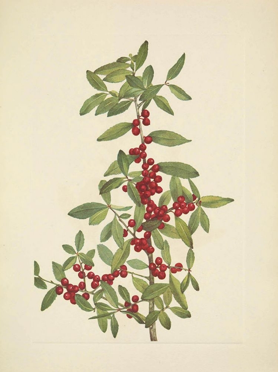 Picture of NORTH AMERICAN WILD FLOWERS 1925 - YAUPON
