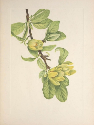 Picture of NORTH AMERICAN WILD FLOWERS 1925 - YELLOW CUCUMBERTREE