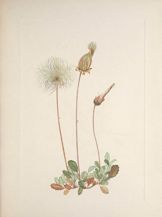 Picture of NORTH AMERICAN WILD FLOWERS 1925 - YELLOW DRYAD FRUIT