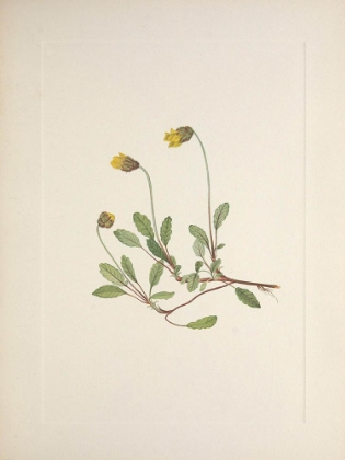 Picture of NORTH AMERICAN WILD FLOWERS 1925 - YELLOW DRYAD
