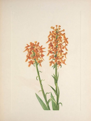 Picture of NORTH AMERICAN WILD FLOWERS 1925 - YELLOW FRINGEORCHID