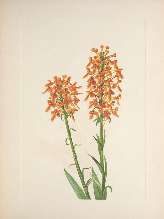 Picture of NORTH AMERICAN WILD FLOWERS 1925 - YELLOW FRINGEORCHID