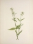 Picture of NORTH AMERICAN WILD FLOWERS 1925 - YELLOW PENTSTEMON