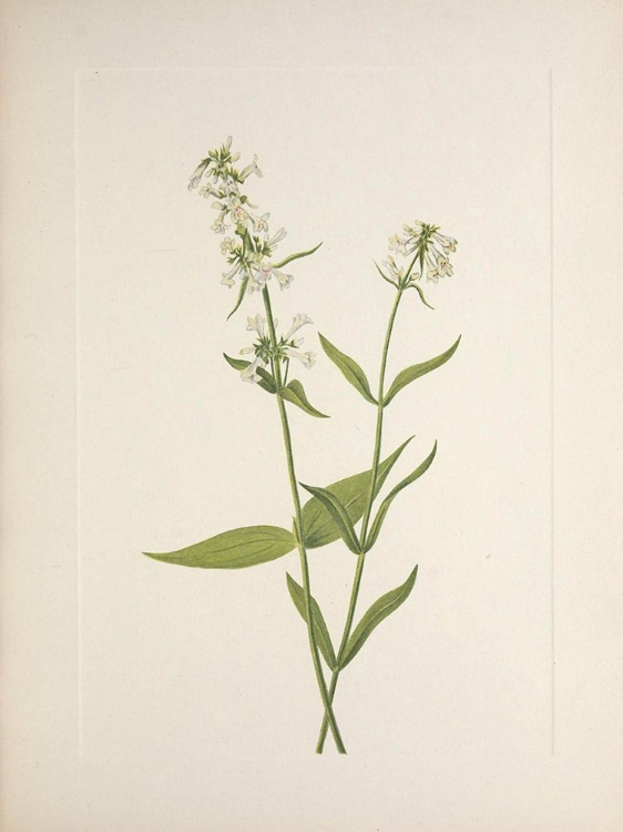Picture of NORTH AMERICAN WILD FLOWERS 1925 - YELLOW PENTSTEMON