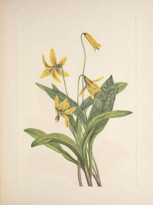 Picture of NORTH AMERICAN WILD FLOWERS 1925 - YELLOW TROUTLILY