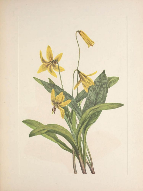 Picture of NORTH AMERICAN WILD FLOWERS 1925 - YELLOW TROUTLILY