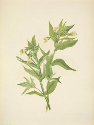 Picture of NORTH AMERICAN WILD FLOWERS 1925 - YELLOW WILLOW-WEED