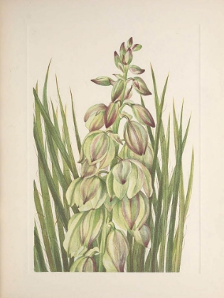 Picture of NORTH AMERICAN WILD FLOWERS 1925 - YUCCA