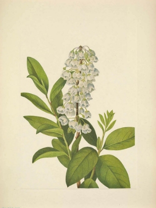 Picture of NORTH AMERICAN WILD FLOWERS 1925 - ZENOBIA