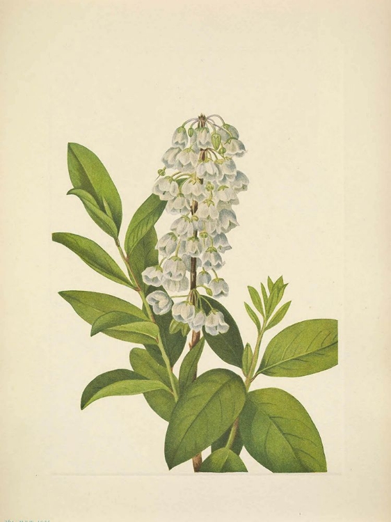 Picture of NORTH AMERICAN WILD FLOWERS 1925 - ZENOBIA