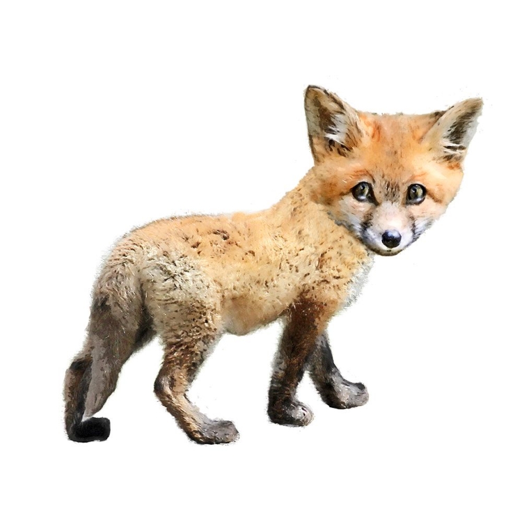 Picture of CURIOUS FOX