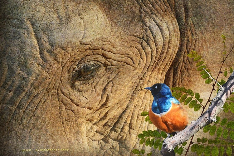 Picture of ELEPHANT AND STARLING