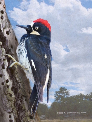 Picture of ACORN WOODPECKER PORTRAIT