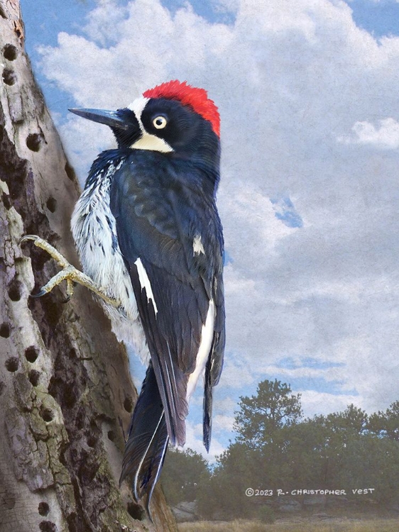 Picture of ACORN WOODPECKER PORTRAIT